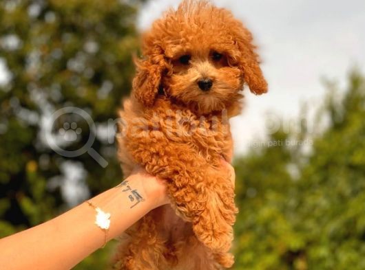 Mi̇ni̇ Toy Poodle Yavrular görsel
