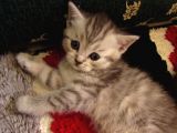 Saf Irk Bri̇ti̇sh Shorthai̇r