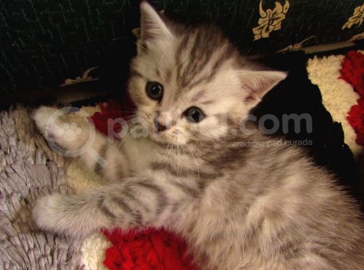 Saf Irk Bri̇ti̇sh Shorthai̇r görsel