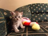 Saf Irk Bri̇ti̇sh Shorthai̇r