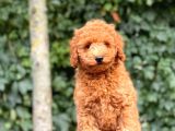Her Renk Toy Poodle Yavrular