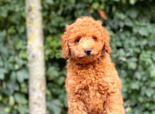 Her Renk Toy Poodle Yavrular görsel