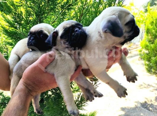 Pug Yavrular  görsel