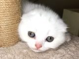 Çok Kaliteli Kan Hattına Sahip Pofuduk Suratlı Scottish Fold Erkek Yavru