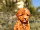 Mi̇ni̇ Boy Red Toy Poodle Kizimiz