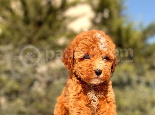 Mi̇ni̇ Boy Red Toy Poodle Kizimiz görsel