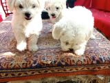 Maltese Yavrular 