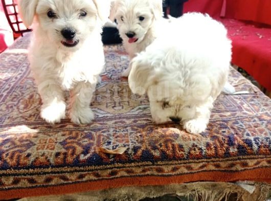Maltese Yavrular  görsel