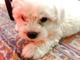 Maltese Yavrular 