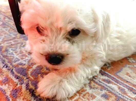Maltese Yavrular  görsel