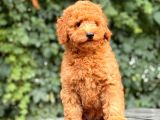 Her Renk Toy Poodle Yavrular