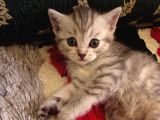 Saf Irk Bri̇ti̇sh Shorthai̇r