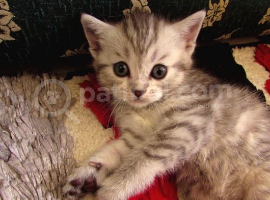 Saf Irk Bri̇ti̇sh Shorthai̇r görsel