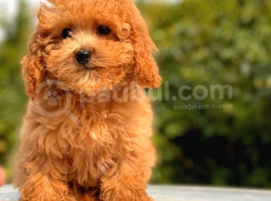 Mi̇ni̇ Toy Poodle Yavrular görsel
