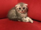 Çok Uygun Beyaz Scottish Fold