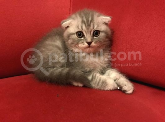 Çok Uygun Beyaz Scottish Fold