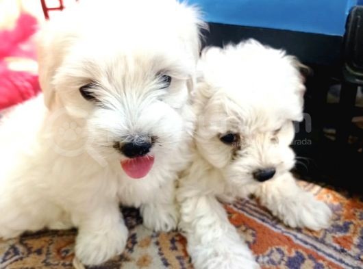 Maltese Yavrular  görsel