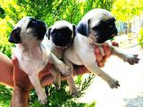 Pug Yavrular 