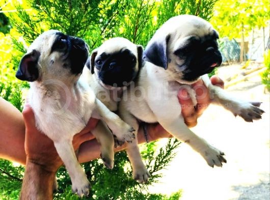 Pug Yavrular  görsel