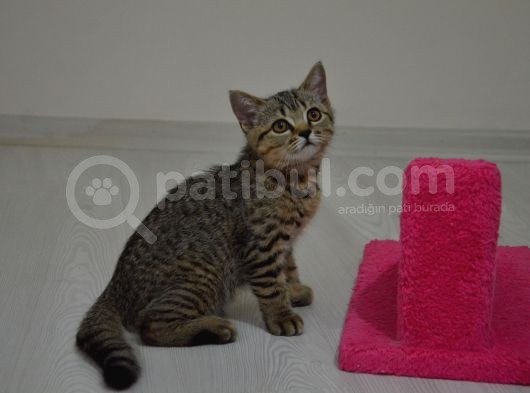 Safkan Bebeklerimiz