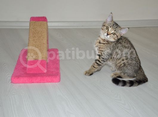 Safkan Bebeklerimiz görsel