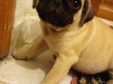Pugmops Evlatlar Lekesiz Krem Sıfır Burun Gül Kuyruk Irk Ve Sağlık Garantili