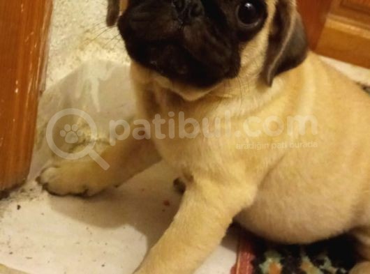 Pugmops Evlatlar Lekesiz Krem Sıfır Burun Gül Kuyruk Irk Ve Sağlık Garantili görsel