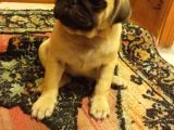Pugmops evlatlar lekesiz krem sıfır burun gül kuyruk ırk ve sağlık garantili