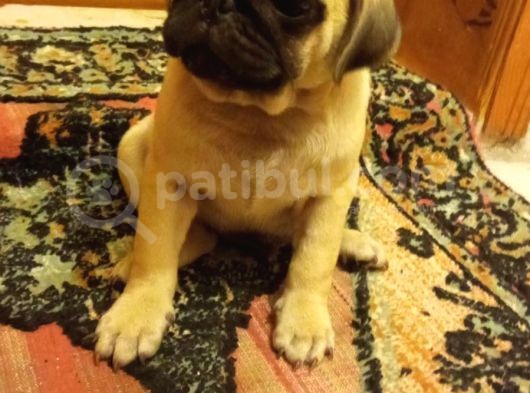 Pugmops Evlatlar Lekesiz Krem Sıfır Burun Gül Kuyruk Irk Ve Sağlık Garantili