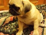 Pugmops Evlatlar Lekesiz Krem Sıfır Burun Gül Kuyruk Irk Ve Sağlık Garantili