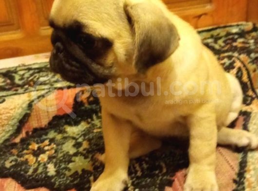 Pugmops Evlatlar Lekesiz Krem Sıfır Burun Gül Kuyruk Irk Ve Sağlık Garantili görsel