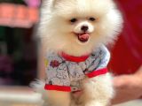 Bizimle Görüşmeden Pomeranian Sahibi Olmayın