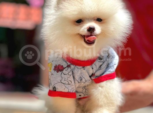 Bizimle Görüşmeden Pomeranian Sahibi Olmayın görsel