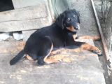 Rottweiller Yavru