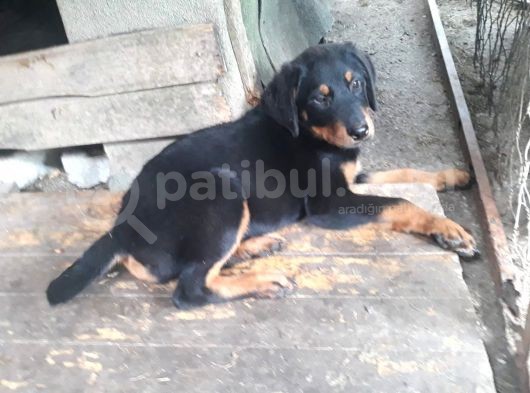 Rottweiller Yavru görsel