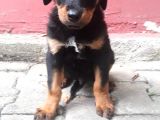 Rottweiller Yavru