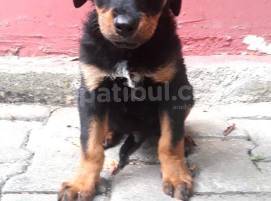 Rottweiller Yavru görsel