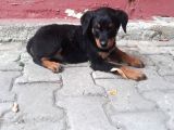 Rottweiller Yavru