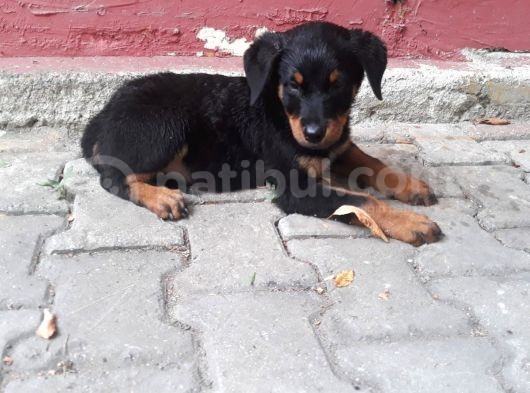 Rottweiller Yavru görsel