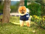 Orjinal Pomeranian