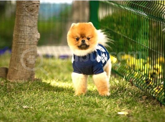 Orjinal Pomeranian