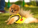 Orjinal Pomeranian