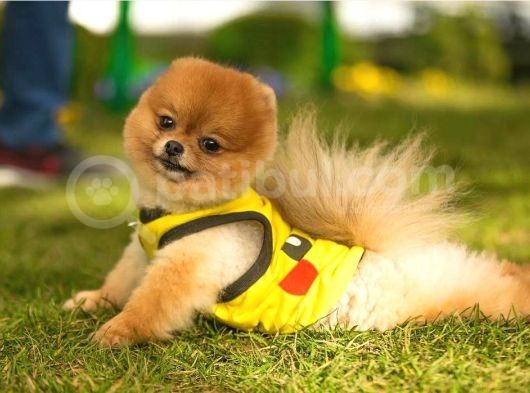 Orjinal Pomeranian görsel