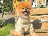 Orjinal Pomeranian