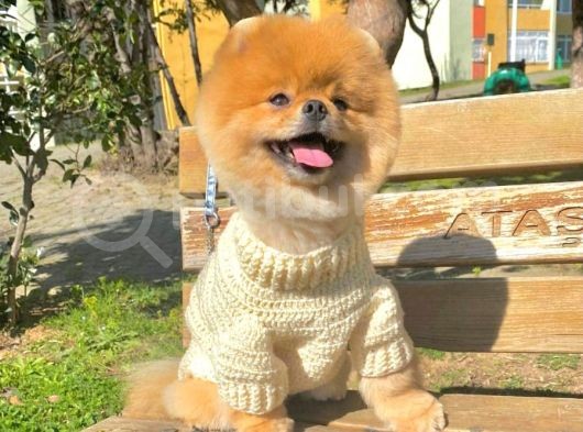 Orjinal Pomeranian görsel