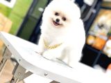 Orjinal Pomeranian