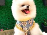 Orjinal Pomeranian