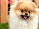 Orjinal Pomeranian
