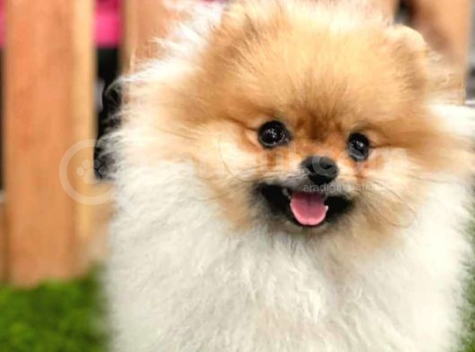 Orjinal Pomeranian görsel