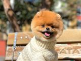 Orjinal Pomeranian